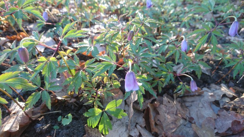 Anemone nemorosa 'Royal Blue' Ветреница дубравная